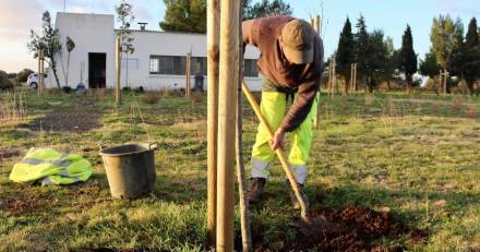 Nizas - Des arbres offerts par le département plantés à Nizas