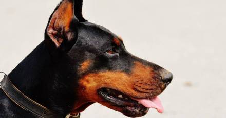 Bessan - Les chiens classés à risque se déclarent par leurs propriétaires à la police municipale